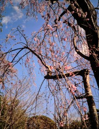 　　　　田舎へ・・・・
