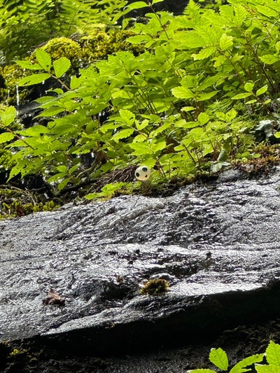 赤星山・・玉簾の滝♪