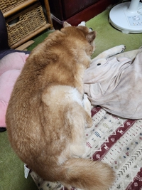 起きんので