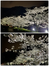夜桜＊塩江 2024/04/07 08:15:00