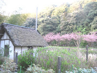 ☆満濃池下のぼたん桜☆