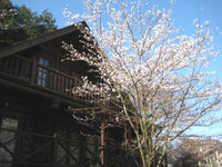 ☆塩入温泉の桜☆