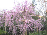 ☆修復されたしだれ桜in森林公園☆