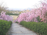 ☆八重しだれ桜　満開☆