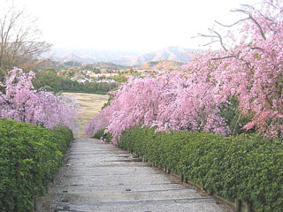 まんのう町ツーリズム団体 まんツー団 が行く 八重しだれ桜 満開