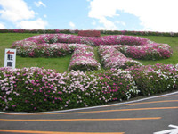 ☆満濃池森林公園平戸ツツジ満開☆