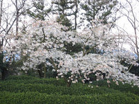 ☆新品種の桜　発見！☆