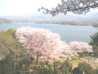 ☆日本一の満濃池　山桜☆