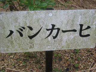 ☆しゃくやく７分咲き☆