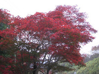 ☆神野寺の紅葉最高！☆