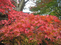 ☆神野寺のもみじ情報☆