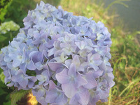 ☆紫陽花☆
