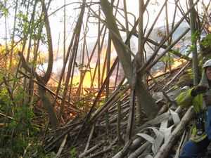 前山　山火事