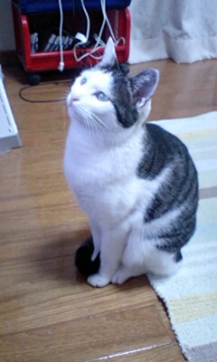 我が家の猫