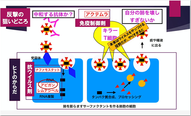 コロナウイルスの特徴