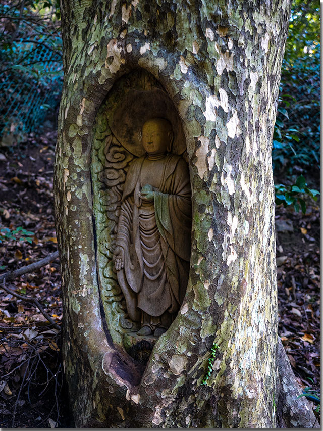 生き木地蔵