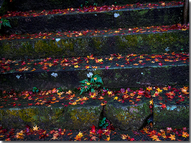 鷲峰寺の紅葉