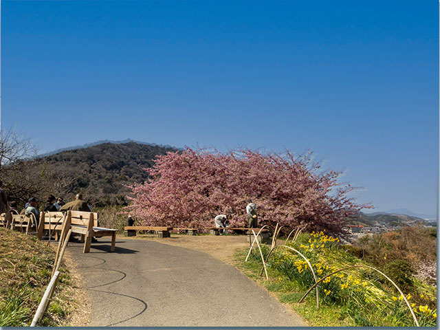 三野町の河津桜