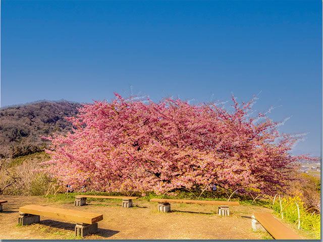 三野町の河津桜