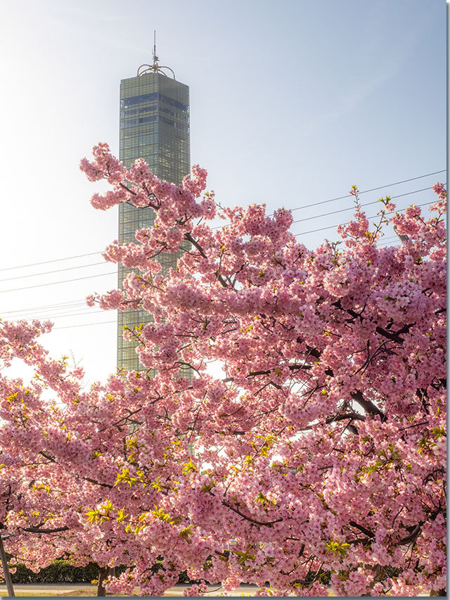 三野町の河津桜