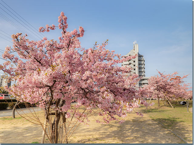 三野町の河津桜