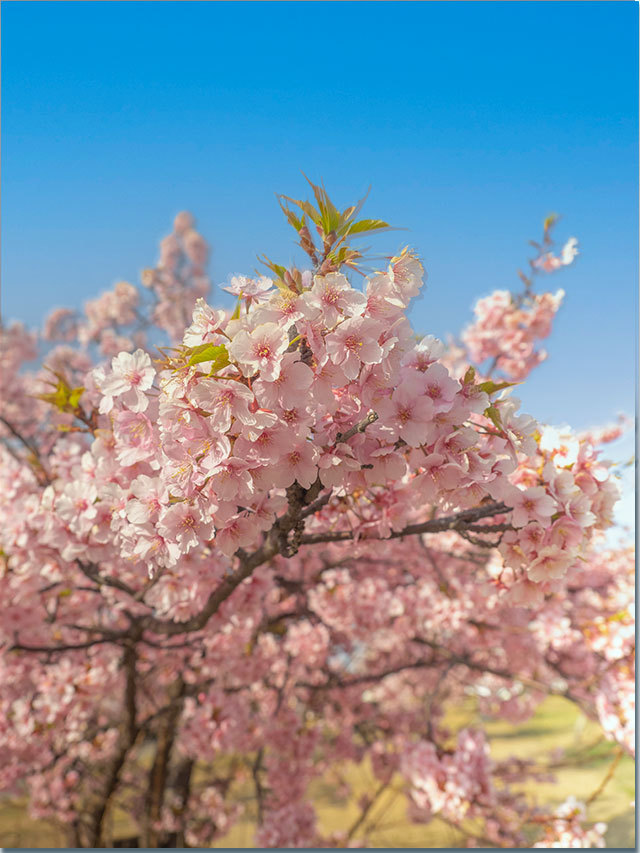 三野町の河津桜