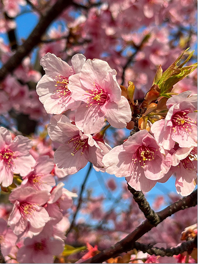 三野町の河津桜