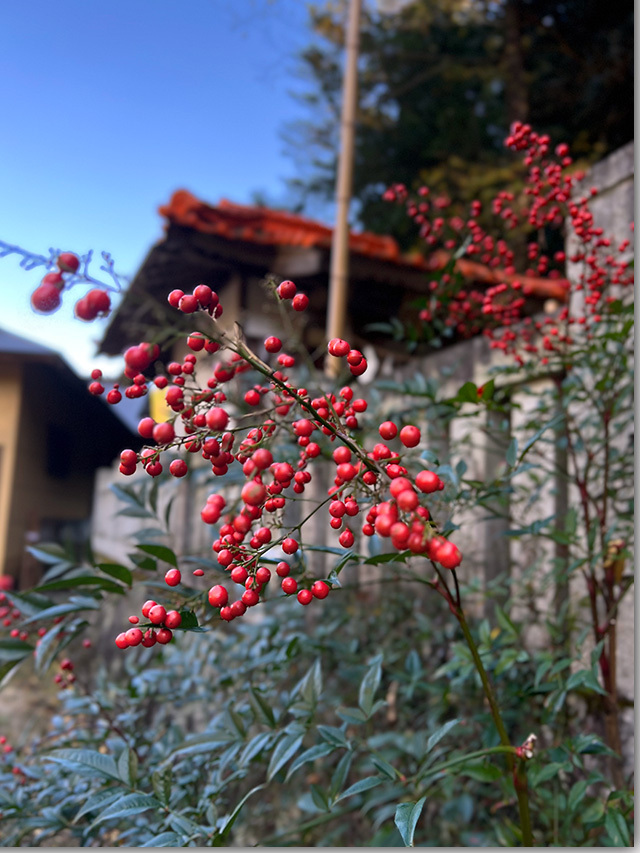 岩部八幡神社の銀杏