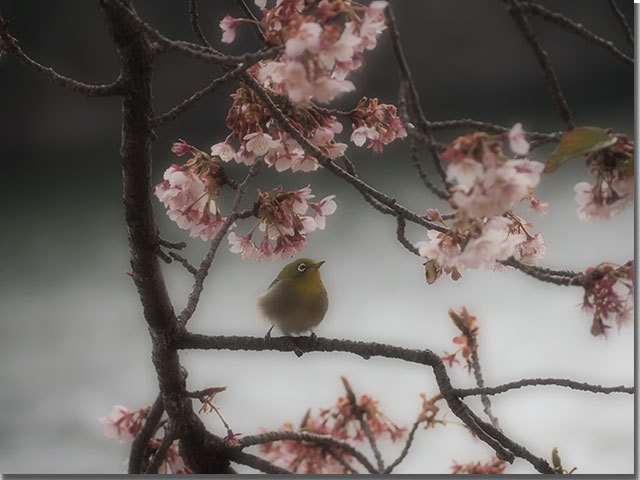 福成寺の寒桜とメジロ