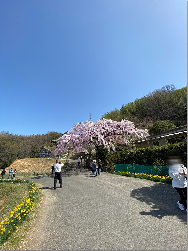 綾川町の堀江のしだれ桜