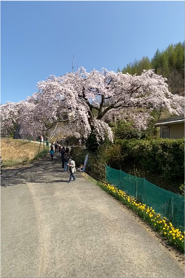 綾川町の堀池のしだれ桜