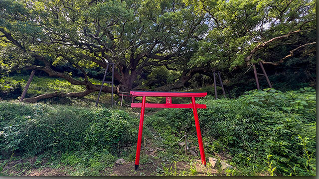 楠の倉からの景色