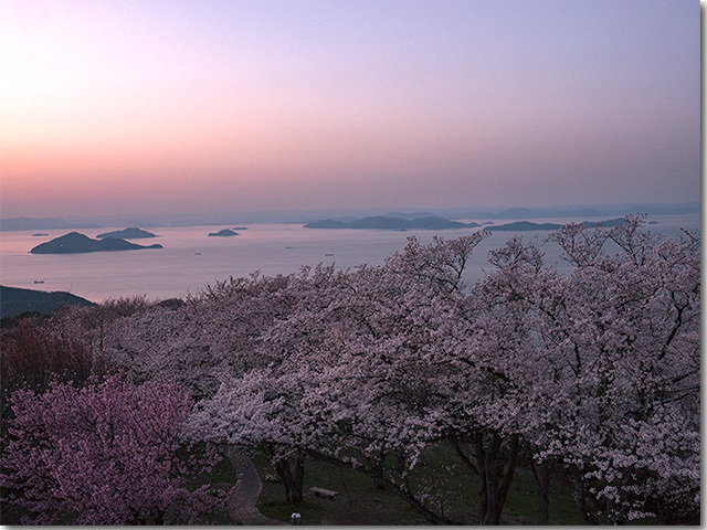 2017 紫雲出山の桜