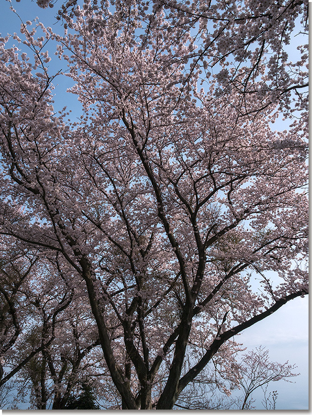 2018 紫雲出山の桜