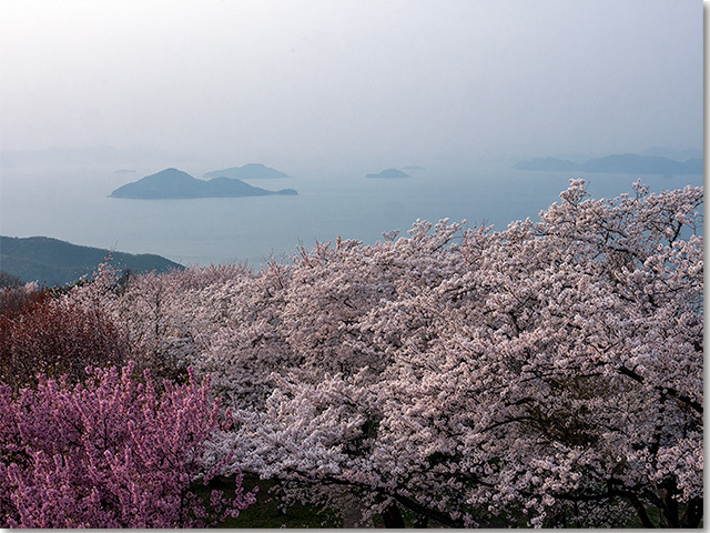 紫雲出山の桜がニューヨークタイムズに！
