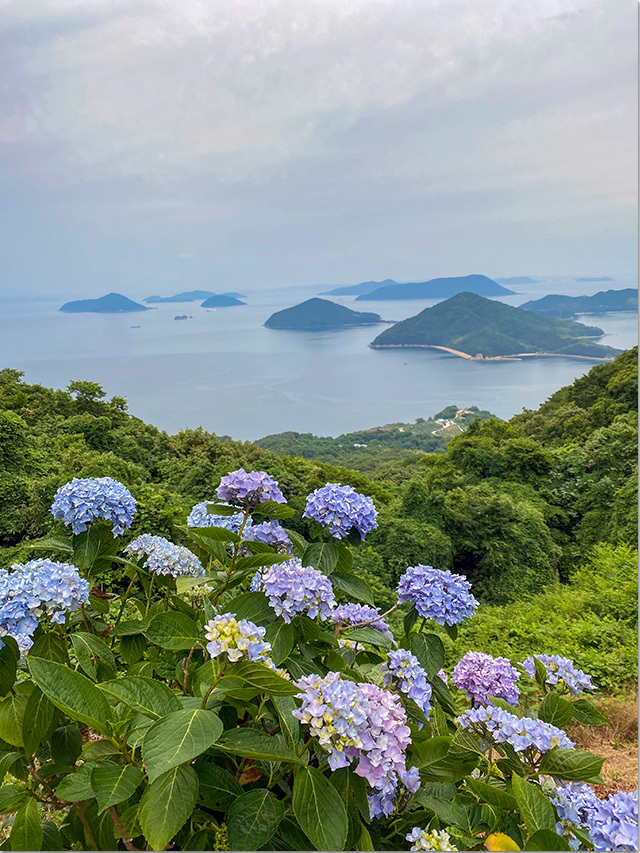 紫雲出山の紫陽花