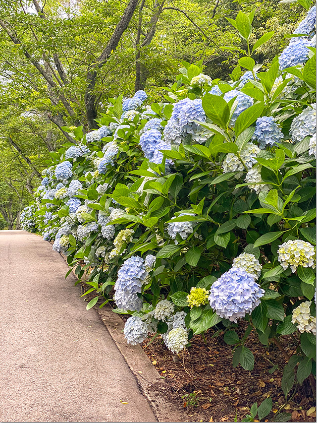 紫雲出山の紫陽花