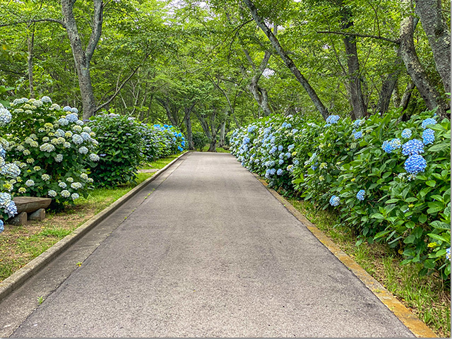 紫雲出山の紫陽花