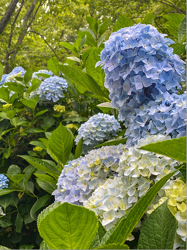 紫雲出山の紫陽花