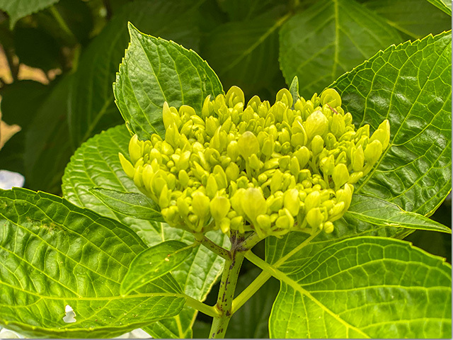 紫雲出山の紫陽花