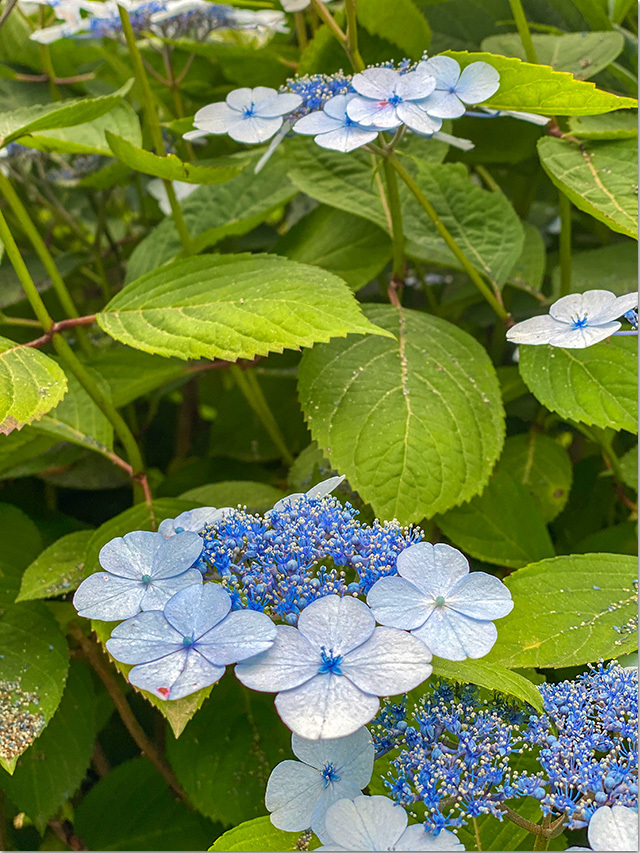 紫雲出山の紫陽花