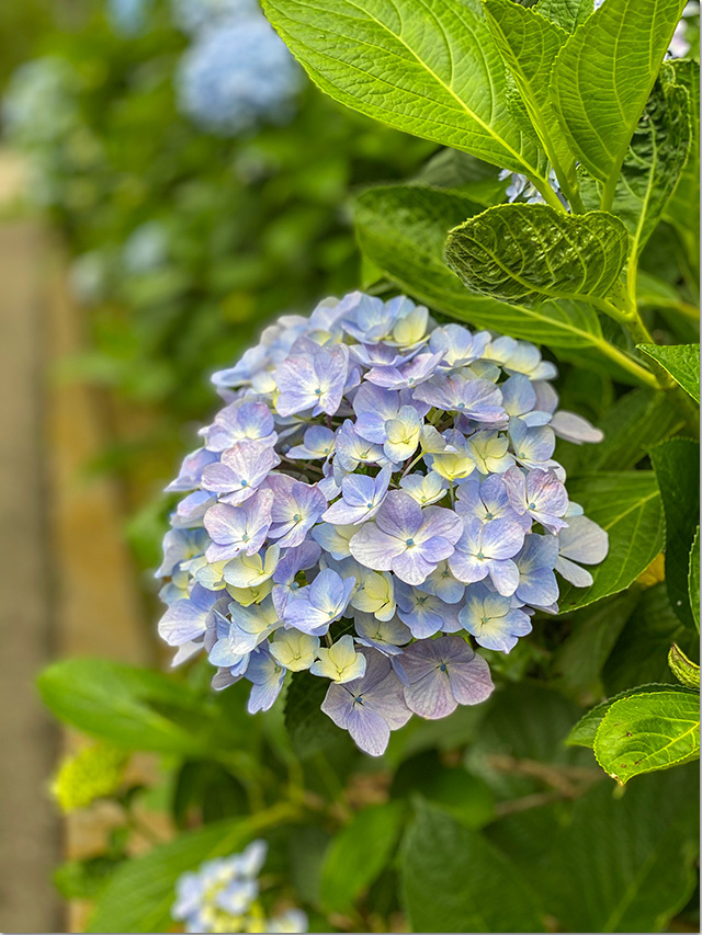 紫雲出山の紫陽花