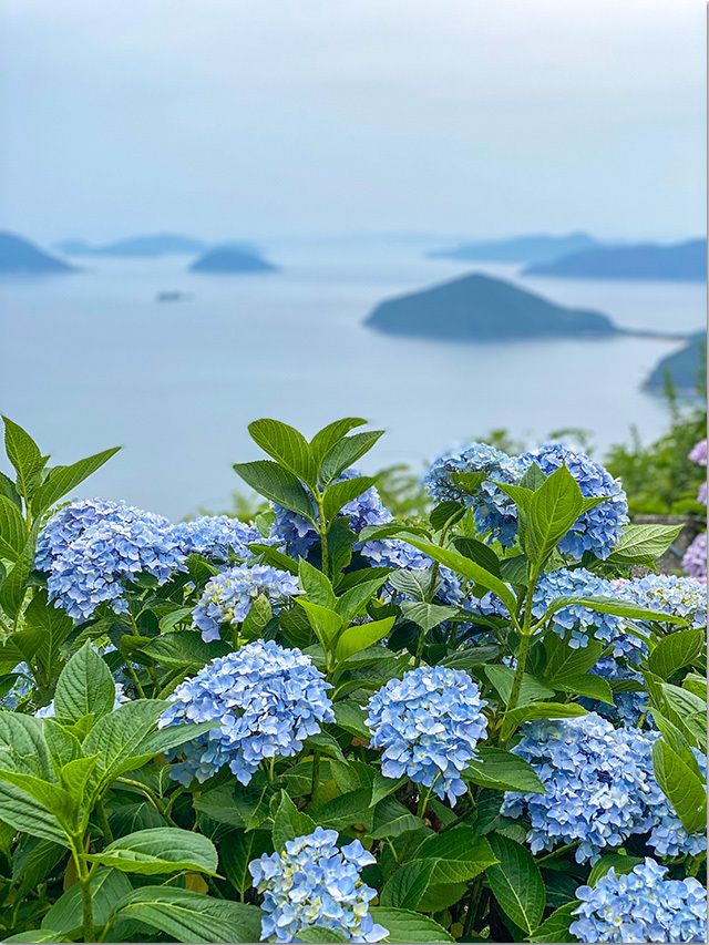 紫雲出山の紫陽花