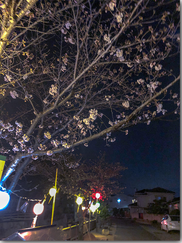高松の夜のファンタジー　鹿の井出水の夜桜