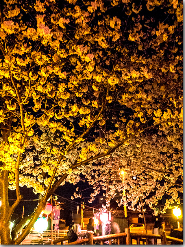 鹿の井出水の桜