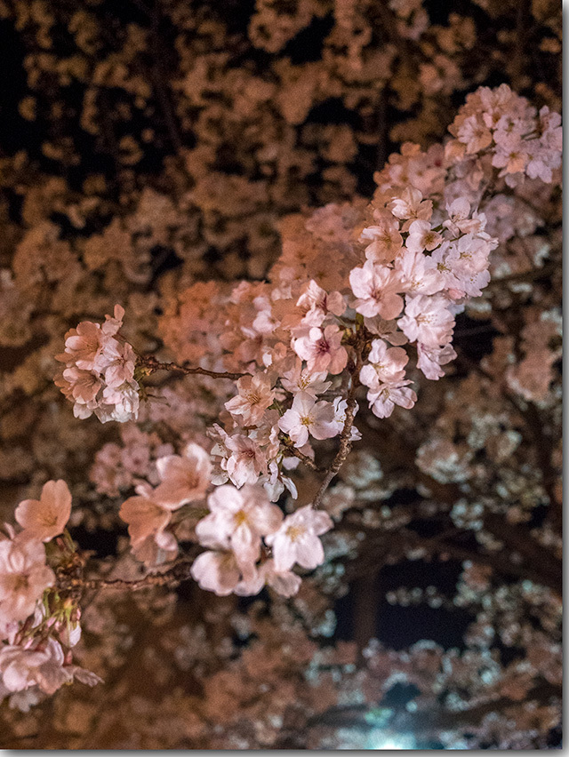 鹿の井出水の桜