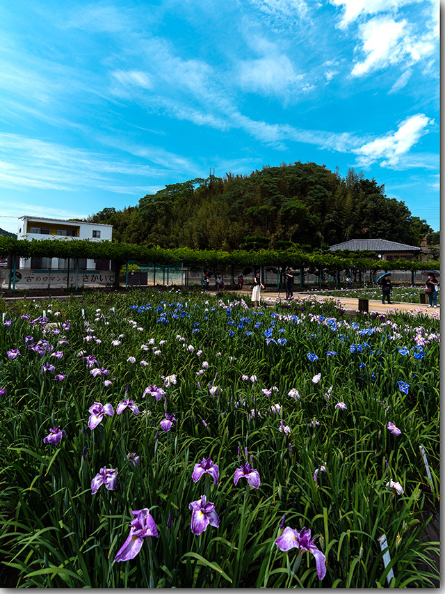 川津浄水場の菖蒲