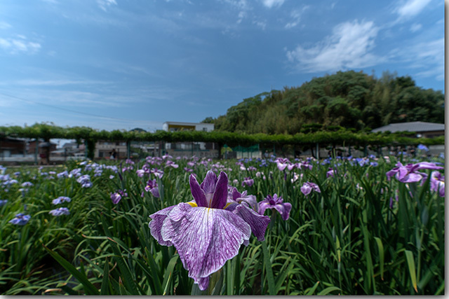 川津浄水場の菖蒲