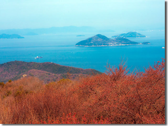 紫雲出山の桜