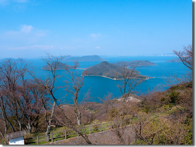 紫雲出山の桜